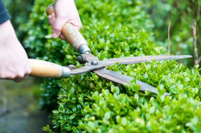 Improve the Shape of Your Shrubs with Pruning Services!