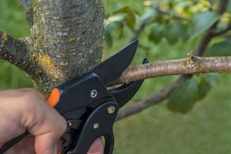 Contact About Pruning Services
