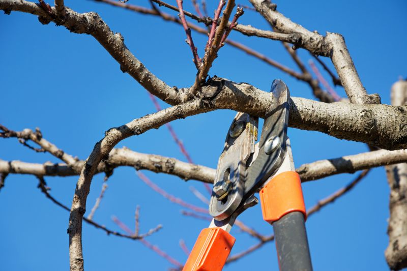 Pruning Services