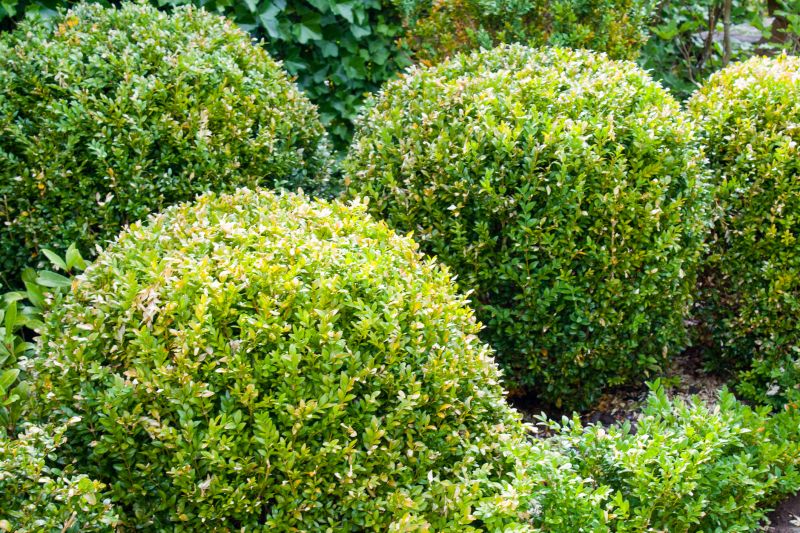 Shrubs After Pruning