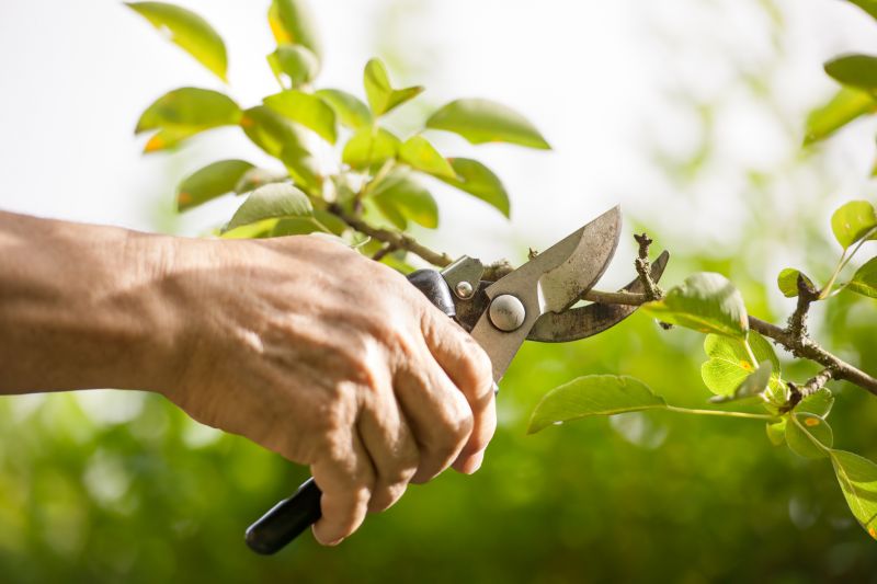 Pruning Services