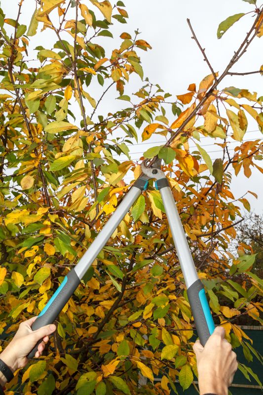 Pruning Services