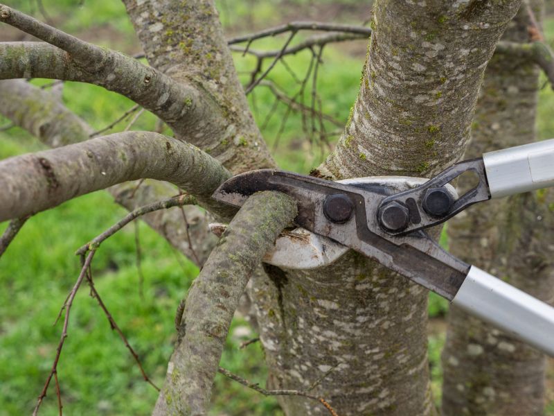 Pruning Services