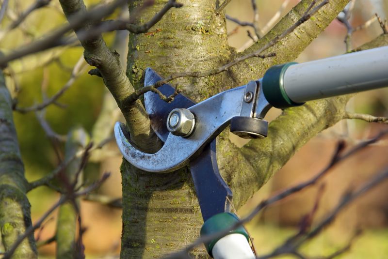 Pruning Services