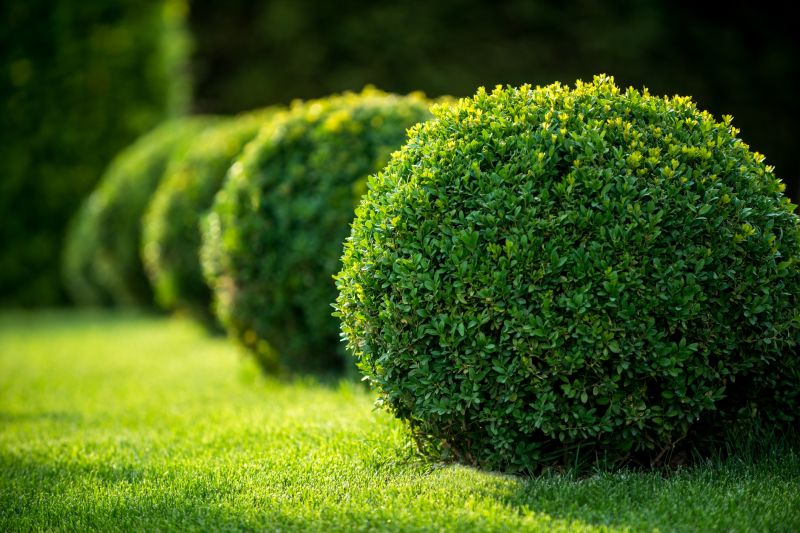Shrubs with Clean Lines