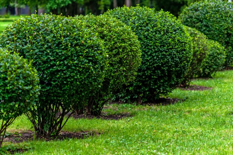 Post-Trimming Shrubs