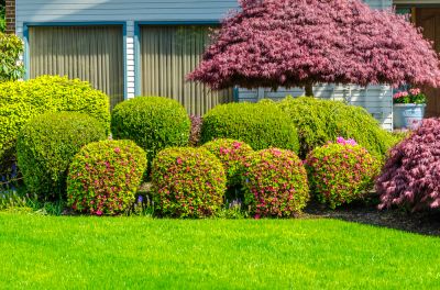 Get Your Shrubs Pruned to Maintain their Health!