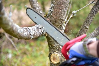 Get Your Tree Pruned to Remove Dead Branches!