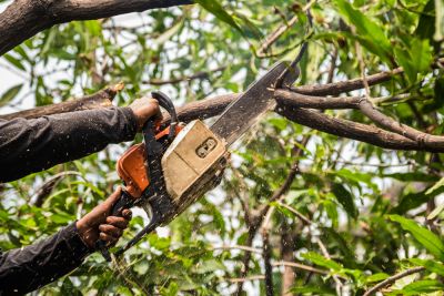 Get Your Tree Pruned to Improve the Shape and Health of Your Tree!